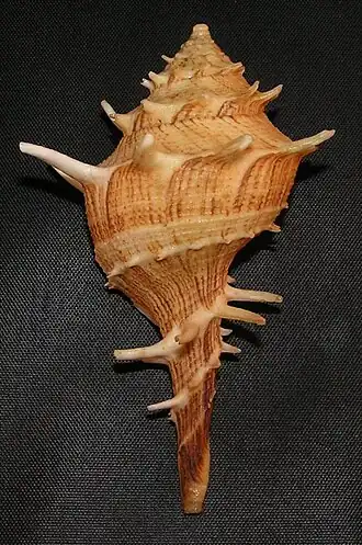 Uma concha de Tudivasum armigerum (A. Adams, 1856), ex Tudicla armigera[9], espécie da Austrália.[2] Na subfamília Turbinellinae o canal sifonal se apresenta mais destacado do que na subfamília Vasinae, porém há exceções.