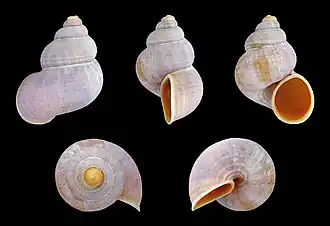 Tudorella sulcata ( Pomatiidae )