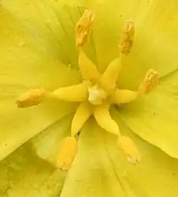 Filamentos muito grossos numa tulipa.