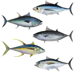Atuns (do topo): Thunnus alalunga, Thunnus thynnus, Katsuwonus pelamis, Thunnus albacares, Thunnus obesus