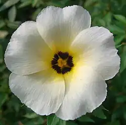 Turnera subulata (flor).