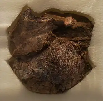 Escudo da cabeça de Turrisaspis elektor, Academia de Ciências Naturais da Universidade Drexel