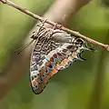 C. jasius, a única espécie de Charaxes da região paleoártica.[11]