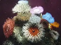 As anêmonas-do-mar têm simetria rotacional