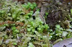 Acrobolbus pseudosaccatus