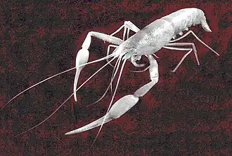 Typhlocaris ayyaloni, um Typhlocarididae