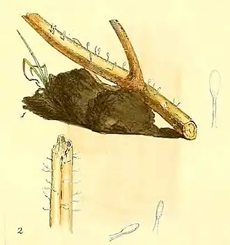 Typhula quisquiliaris, conforme ilustrado por James Sowerby