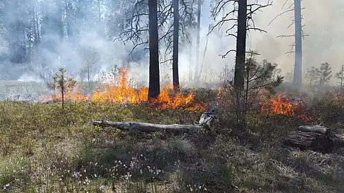 Foto de uma área florestal, onde há um pequeno incêndio acontecendo na vegetação.
