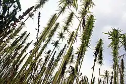 Cepas de cânhamo USO-xx e Zolotoniski-xx