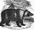 Ursus arctos collaris — Urso-pardo-siberiano