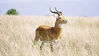 Cobo-de-laia (Kobus kob)