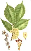 Ulmus glabra (ulmeiro da montanha)