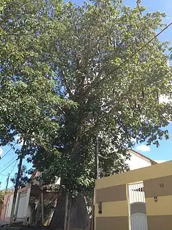 Um dos exemplares de Baobá em Itaberaba na Bahia