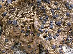 Umbilicaria hyperborea