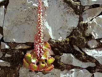 Umbilicus rupestris em flor, na Nazaré, Portugal. A flor pode tomar uma coloração vermelha com a luz do sol.