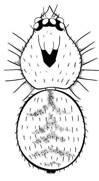 Ilustração de um macho da espécie Unicorn sikus, visto de cima (pernas omitidas).