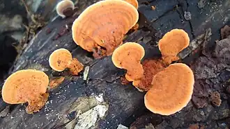 P.sanguineus (?) - Filipinas