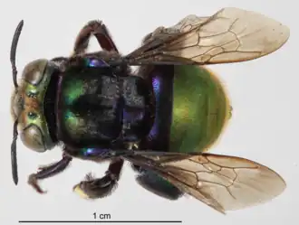Abelha Eufriesea sp. macho