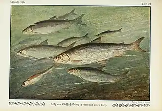 Salvelinus profundus (em alemão: tiefseesaibling) e Coregonus gutturosus&nbsp;[en] (em alemão: kilch)