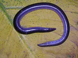 Uraeotyphlus oxyurus