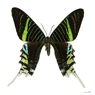 Urania leilus, vista superior.