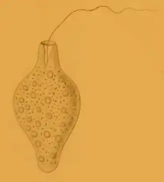 Ilustração de U. alenizini&nbsp;[en] por Mereschkowsky (1879)[1]