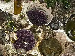 Dois exemplares de Strongylocentrotus purpuratus, vistos no Parque Estadual de Cape Arago, Estados Unidos.