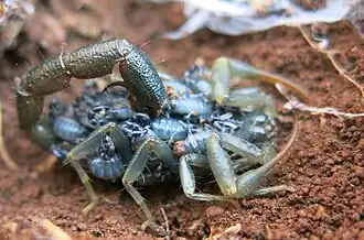 Uroplectes olivaceus