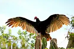 Urubu-de-cabeça-vermelha registro feito no povoado de Bela Vista (Araci) nas proximidades do Rio Carnaíba