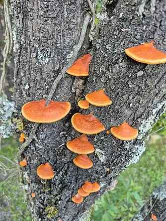 Urupês (do tupi urupé) num tronco (Rio Grande do Sul)