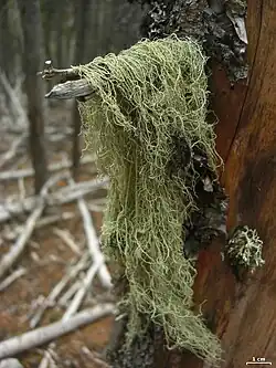 Usneoide (Usnea scabrata)