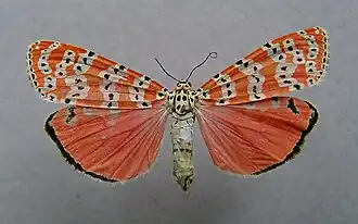 U. ornatrix, vista superior.