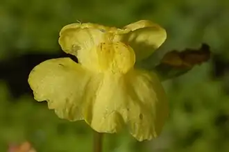 Utricularia aurea