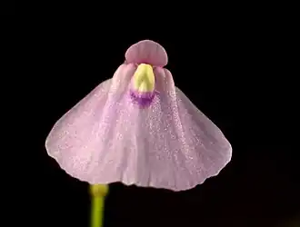 Utricularia dichotoma