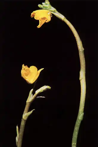 Utricularia minor
