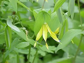 Uvularia grandiflora