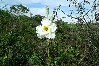 Macrosiphonia velame