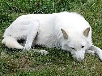 Um lobo-da-ilha-de-Vancouver atípico de pelo branco em cativeiro no Zoológico de Greater Vancouver, em Aldergrove, Colúmbia Britânica