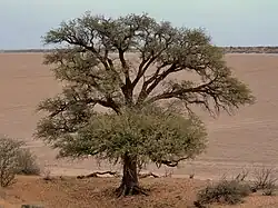 Vachellia erioloba, deserto de Kalahari