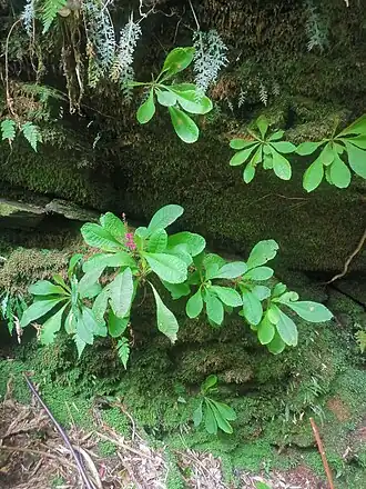 Valdivia gayana no seu habitat natural.
