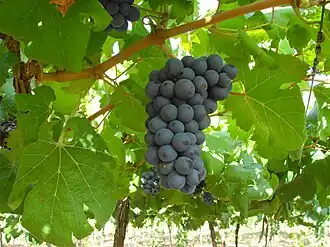 Parreiral plantado em Lagoa Grande