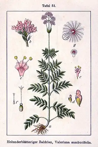 Valeriana sambucifolia (ilustração)
