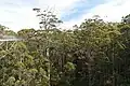 Vale dos Gigantes, Parque Nacional Walpole-Nornalup, com floresta de Eucalyptus jacksonii