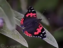 Vanessa vulcania