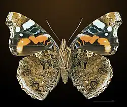 Vanessa atalanta △