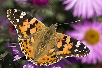 Vanessa cardui