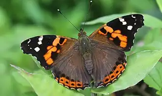 Vanessa indica