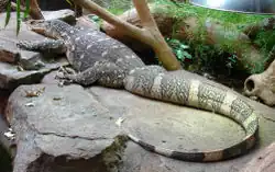 Varano-do-nilo (Varanus niloticus ornatus)