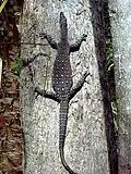 Lace Monitor climbing a tree