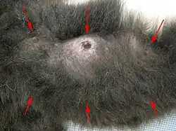 Close-up photo of the underside of a female Black-and-white Ruffed Lemur, with six red arrows pointing to each of the mammary glands, some obscured by dense fur